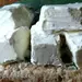 Домашняя сметана (на сливках)